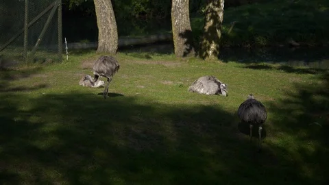 Wild animals in zoo Stock Footage 123442320