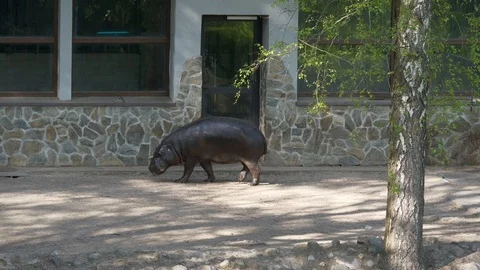Wild animals in zoo Video stock 123442323