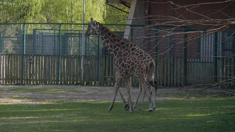 Wild animals in zoo Stock Footage 123442327