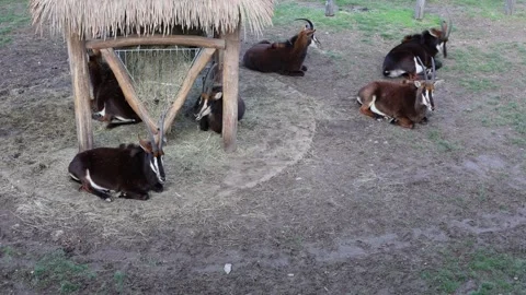 Wild animals in the zoo Stock Footage 287928322