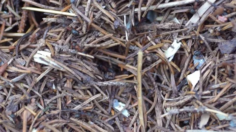 Wild ant hill in the forest closeup. Video with shallow depth of field Stock Footage 114513616