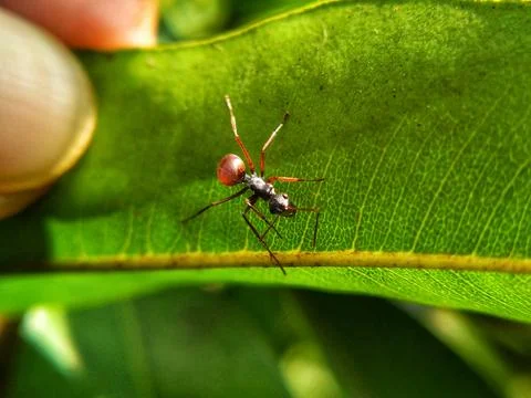 Wild ant Stock Photos
