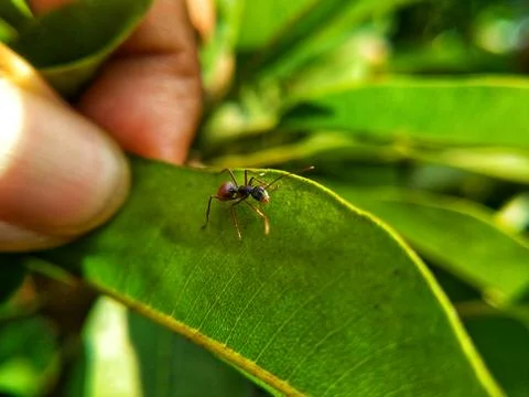 Wild ant Stock Photos