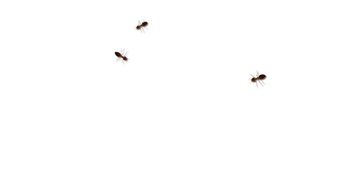 Wild ant walking on path Loop Background. group of ant walking. Animal Spreading Stock Footage 177428337