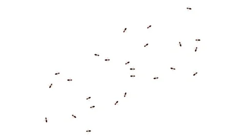 Wild ant walking on path Loop Background. group of ant walking. Animal Spreading Stock Footage 177429381