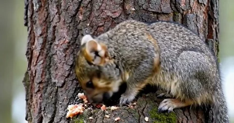 A wild Antechinus eating scraps on tree bark Stock Footage 280862866