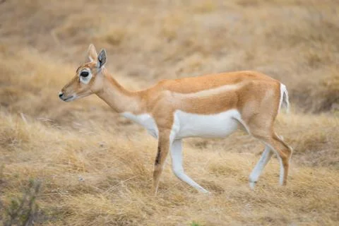 Wild Antelope Doe Foto stock