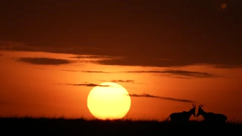 Wild Antelope Pair Standing Before a Dramatic African Sunset in Natural Habitat Stock Footage 340550109
