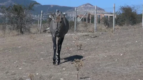 Wild antelope in the reserve Video stock 34834852