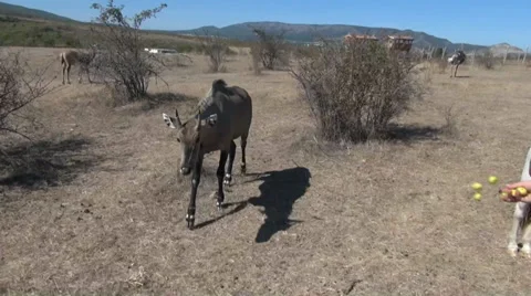 Wild antelope in the reserve Video stock 34834877