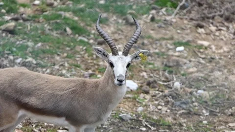 Wild antelope in the zoo Stock Footage 238513050
