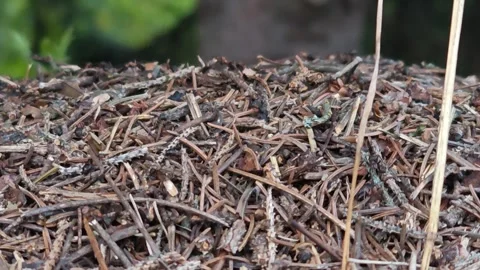 Wild anthill with ants 動画素材 315985020