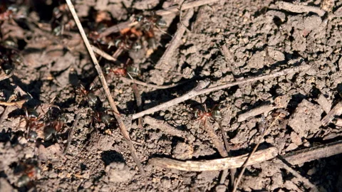 Wild ants in nature. Close up. Stock Footage 156463592