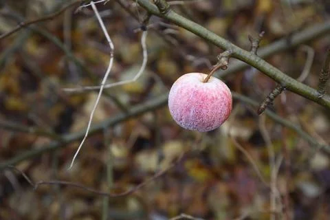Wild apple on apple tree during winter, Sweden Copyright: xAngeloxD Silva/... Stock Photos
