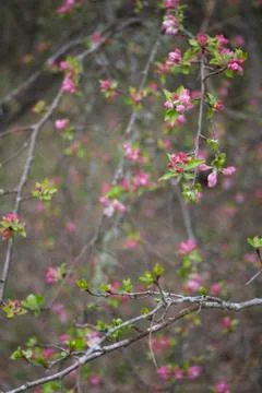 Wild apple in bloom Stock Photos
