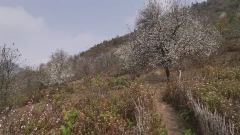 Wild Apple Blossoms Along a Mountain Path in Nam Nghiep Stock Footage 345379258