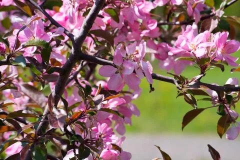 Wild Apple Blossoms Stock Photos