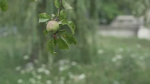 Wild Apple Stock Footage 124076527
