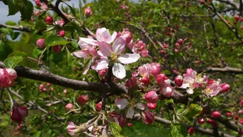 Wild apple (Malus silvestris) 스톡 동영상 263144031
