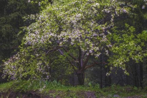 Wild apple tree with blooming buds in a mountain spring forest Foto stock