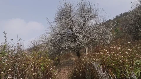 Wild Apple Tree Blooming on a Nam Nghiep Hillside Stock Footage 345379246