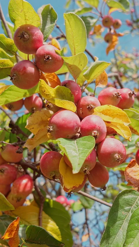 Wild apple tree branch laden with clusters of deeply colored, small red fruit Stock Footage 325073640