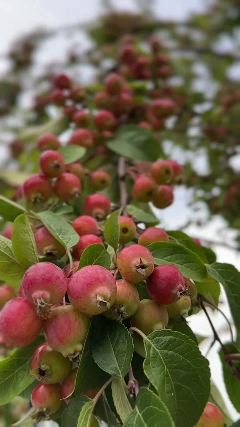 Wild Apple Tree Branch with Ripe Red Apples Swaying in the Wind Stock Footage 344826646