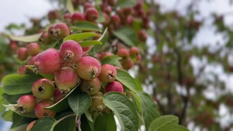 Wild Apple Tree Branch with Ripe Red Apples Swaying in the Wind Stock Footage 344826649