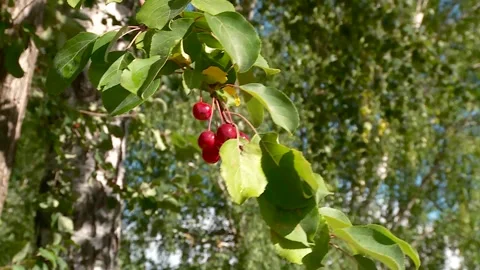 A wild apple tree branch in summer against a blue sky Stock Footage 340143882