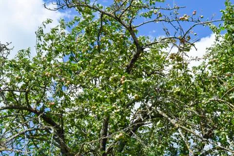 Wild apple tree. Branches with apples in the forest. Foto stock