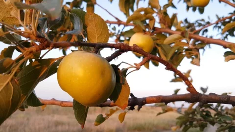 Wild apple tree, close up Stock Footage 94122782