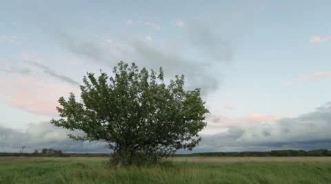 Wild apple-tree on field Stock Footage 10578524