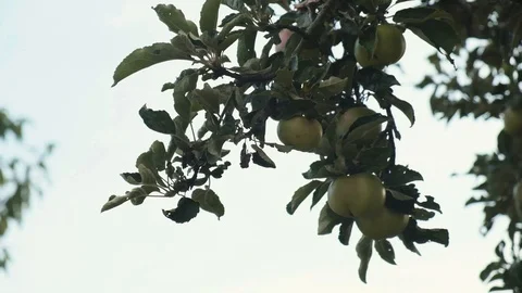 Wild Apple Tree Stock Footage 113633126