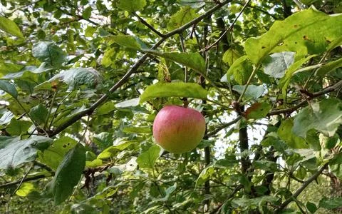Wild apple tree in the forest. Small apple among the leaves. Stock Photos