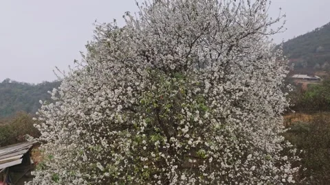 Wild Apple Tree in Full Bloom on Nam Nghiep Hillside Vidéo 345379193