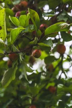 A wild apple tree in the garden. Small wild apples on an apple tree Stock Photos