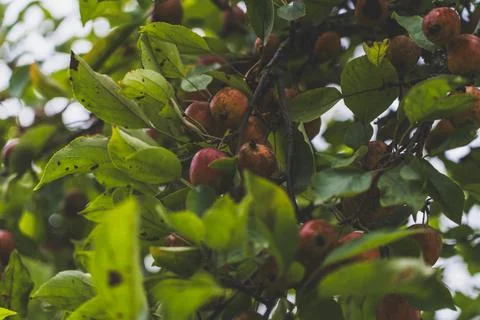 A wild apple tree in the garden. Small wild apples on an apple tree Stock Photos