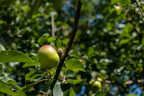 Wild Apple On Tree Stock Photos