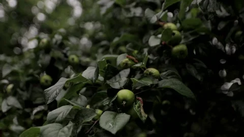 Wild apple tree in the rain Stock Footage 146636340