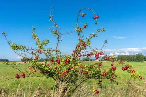 Wild apple tree with small red apples in green meadow Foto stock