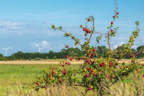 Wild apple tree with small red apples in green meadow and white winde turbine Stock Photos