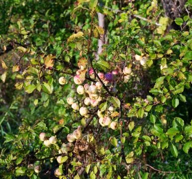 Wild apples on apple tree Stock Photos