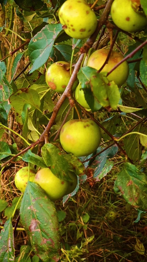 Wild apples clustered on tree branch. Green apples ripening among weathered Stock Footage 306015098