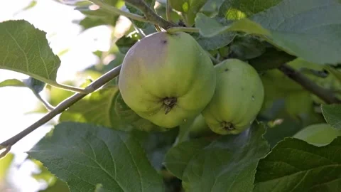 Wild apples hanging on tree in contour light Stock Footage 205470353