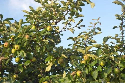 Wild apples Stock Photos