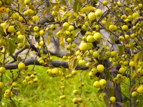 Wild apples Stock Photos