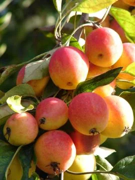 Wild apples Stock Photos