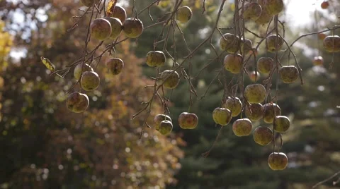 Wild apples on tree branches sway in the wind as the sun begins to set. Stock Footage 62438726