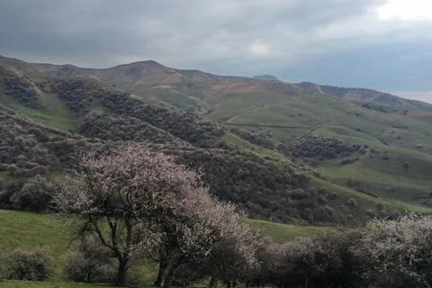 Wild Apricot Tree in Full Bloom with Hillsides in Background, Xinjiang China Stock Photos