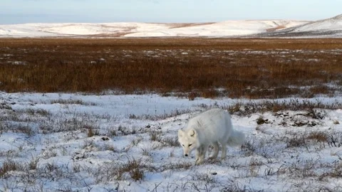 Wild arctic fox (Vulpes Lagopus) in tundra in winter time. White arctic fox. Stock Footage 276283576